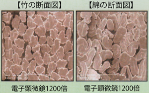 竹と綿の繊維断面の顕微鏡写真